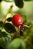 Roter Samenkopf einer Wildrose in einem städtischen Wildnisgarten