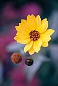 Detail of yellow daisy-like flower in urban wildlife garden London