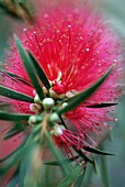 Einheimischer australischer Strauch Callistemon Myrtaceae (Bottlebrush)