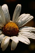 Close up of Oxeye Daisy