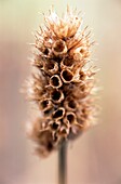 Seed heads of (Field scabious) Knautia arvensis