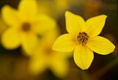 Yellow flowers in urban wildlife garden London