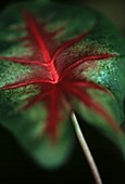 The variegated red and green leaf of the Caladium
