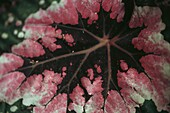 The distinctive pinkish leaf of the Begonia Merry Christmas