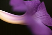 Violette Blüten der Tillandsia lindenii