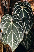 The strikingly variegated leaf of the Crystal Anthurium 