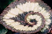 The spiralled leaf of the Rex Begonia Escargot