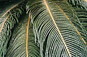 Palm leaf fronds