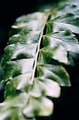 The glossy green pinnae of the Maidenhair spleenwort