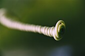 Tendril of a climbing plant