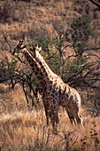 Giraffes in the Pilanesberg National Game Park in South Africa