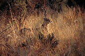 Cheetah camouflaged in long grass on game reserve