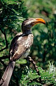 Gelber Nashornvogel in einer Baumkrone in einem Wildreservat