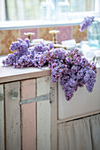 Bunch of lilacs in kitchen sink