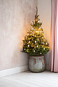 Weihnachtsbaum in einem alten Kübel mit Lichteinfall und rosa Vorhang