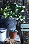 White jasmine flowers in zinc bucket next to succulent in terracotta pot