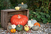 Autumnal pumpkins in different colors on wooden crate and gravel in the garden