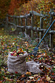 Jute sack with autumn leaves and rake in the garden