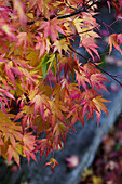 Herbstliches Laub in Rot- und Orangetönen