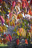 Autumn-colored leaves on a tree