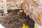 Green sprouts planted in row in fertile soil of garden bed near stone wall on street with trees