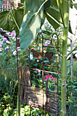 Trellis and plants in the garden