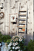 Decorative garden corner with ladder and hydrangeas in front of wooden wall