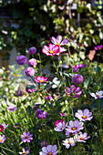 Cosmos in the sunny summer garden