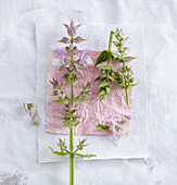 An arrangement of flowers and leaves of clary sage
