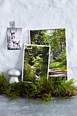 Pictures with a forest motif and a deer behind a layer of moss placed on the wall (Forest Freshness)