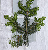 Still life with a silver fir branch