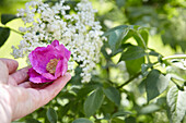 A hand holding a rose flower in front of elderflowers