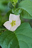 A Chinese lantern flower