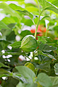 Lampion flower on the plant