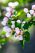 Nahaufnahme von blühendem Apfelbaum im Garten