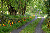 Country house driveway with flowering welsh poppies