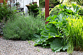 Perennial bed with rhubarb and lavender on gravel garden