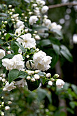 Weiße Blüten des Gartenjasmins (Philadelphus) im Frühling