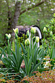 Flowering tulips in garden
