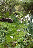 White daffodils growing along the garden path