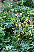 Elfenblume (Epimedium x warleyense) 'Orangekönigin' im Garten