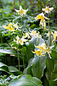 Trout lily (Erythronium) 'Pagoda' in the garden