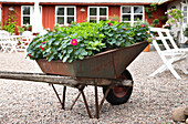 Old wheelbarrow with petunias in front of a red wooden house and white garden chairs