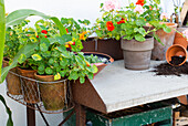 Flowering nasturtiums in pots on a planting table