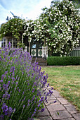 Garden path lined with flowering lavender