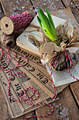 Hyazinthe (Hyacinthus) als Geschenk, umwickelt mit Zeitung und Schnur auf Holzuntergrund