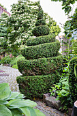 Spiralförmig geschnittene Buchsbaumhecke im gepflasterten Gartenweg