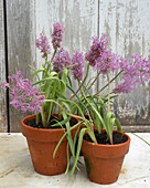 Feather grape hyacinths (muscari comosum plumosum) in terracotta pots