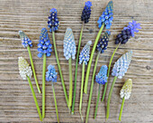 A collection of Muscari