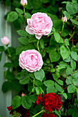 Climbing English rose 'Constance Spry' and geranium